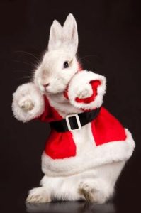 Santa Bunny article by Charles Marshall